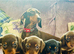 Beautiful Miniature Dachshund Boy