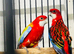 2 baby Rosellas for sale