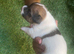Jack Russell puppies