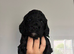Cockerpoo puppies F1