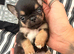 Kc registered little boys