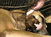 Lurcher puppies for sale