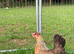 Breeding pair of cream legbars