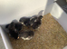 French Black Copper Maran Chicks