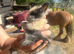 Lionhead double maned super fluffy harlequin girl