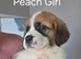 2 Female Saint Bernard Puppies