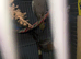 Pearl cockatiel female