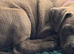 Stunning cane corso puppies
