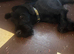 Beautiful 5Month old Black Russian terrier mix