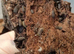 Dryadillo / Sinadillo Starsky Isopod