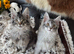 OUTSTANDING MAINE COON KITTENS