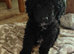 F1bb PRA clear cockapoo last boy remaining