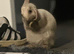New Zealand 7 month old rabbit