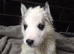 7 husky puppies for sale £800