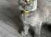 Beautiful Scottish Fold & Straight Kittens, Tica Registered