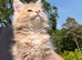 Beautiful TICA Active Registered Kittens