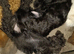 Temperament assessed, part trained Labradoodle boy puppies.