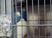 Love birds