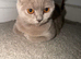 Lilac BSH girl