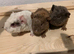 Beautiful Baby teddy Guinea pigs