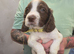 English Springer Spaniel Puppies