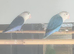 Pairs of love birds