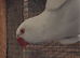 Young pallid blue ringneck