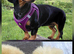 Doxiepoo for sale