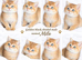 3 Golden Black Shaded British Shorthair Kittens Available