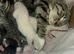 2 little kitten