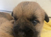 Quality KC Reg Cairn Terrier puppies