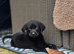 2 black lab pups looking for forever homes