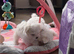Two beautiful pedigree Maltese boys eft