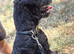 Female fell terrier