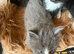 Mix Bengal kittens for sale, all females all 4