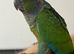 Stunning hand reared e baby conures