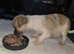 Adorable Tiny blue eyed merle shichi Puppies