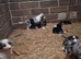 Border collie puppies