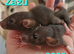 BABY RATS