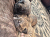 Stunning Cane Corso pups