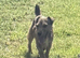 True Jack Russel puppy’s for sale