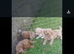 3 beautiful poochon  pups