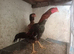 Pair of Brazilian game