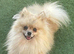 Yorkshire terrier x pomeranian