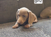 Miniature Dachshund
