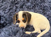 Beautiful jack Russell/Beagle pups waiting for their forever homes