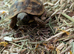 Hermann tortoise female 15months old