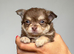 Chihuahua puppies