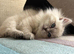 Registered Siberian kittens