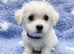 Beautiful, tiny boys available